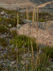 Elymus violaceus