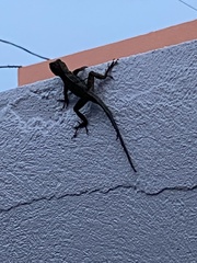 Anolis cristatellus