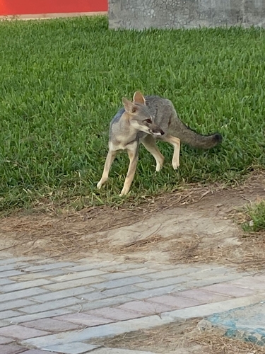 セチュラギツネ