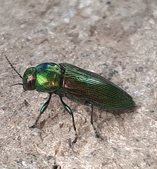 Eurythyrea