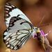 Brown-veined White - Photo (c) riana60, some rights reserved (CC BY-NC), uploaded by riana60