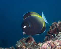 Acanthurus nigricans