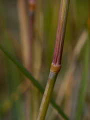 Elymus violaceus