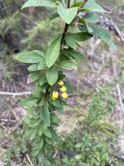 Berberis fendleri