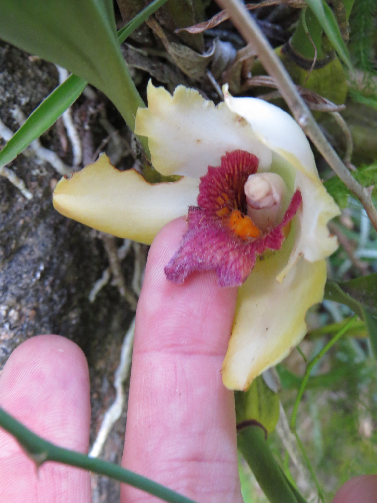 Imagem de Orquídea-de-harrison