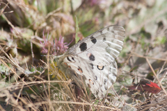 Parnassius nomion