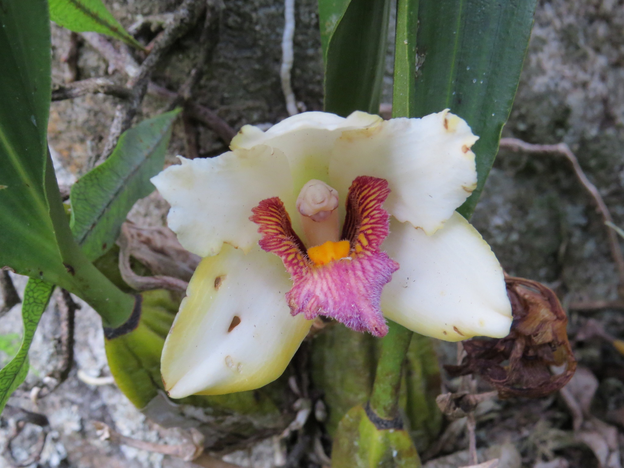 Imagem de Orquídea-de-harrison