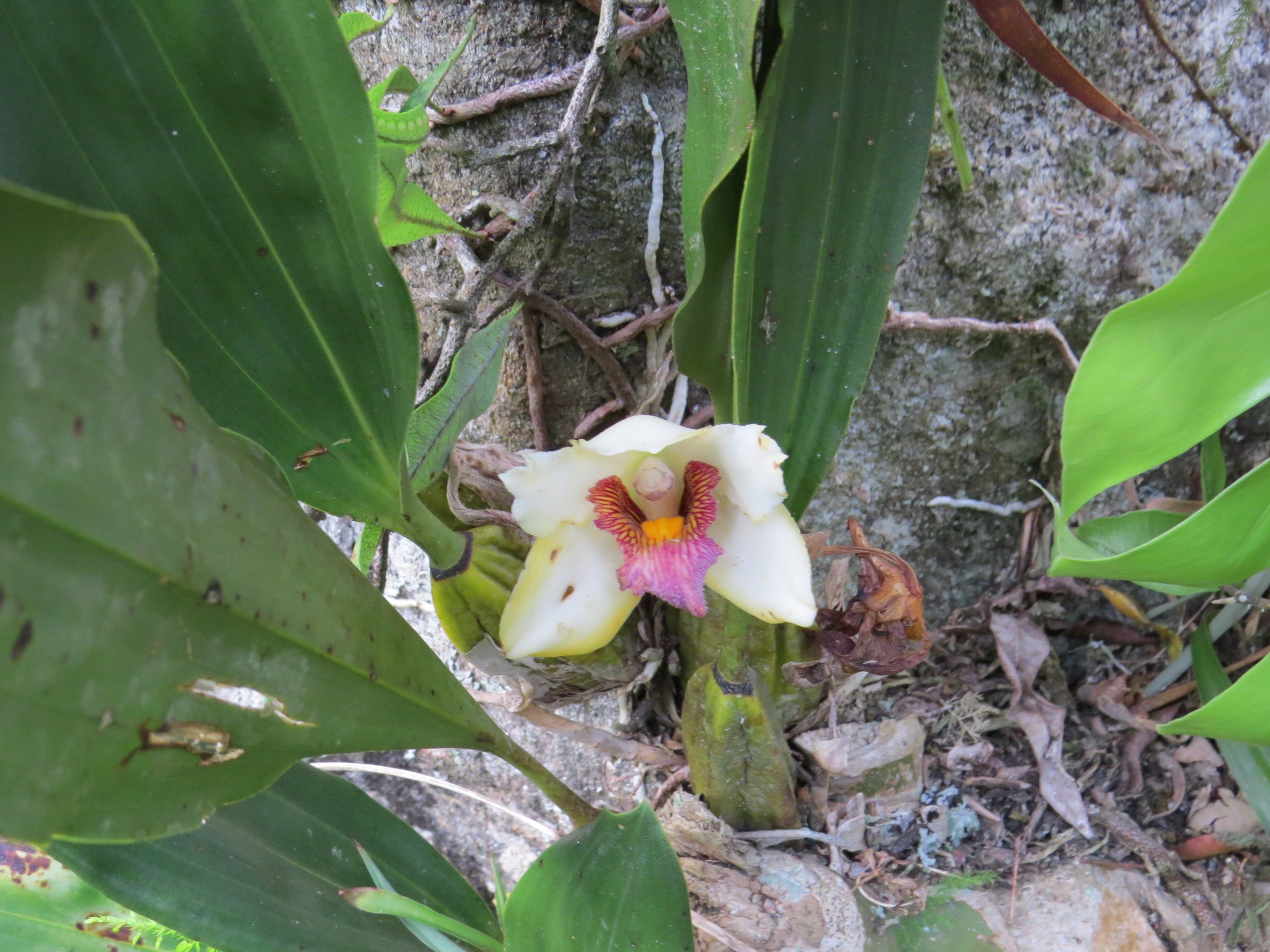 Imagem de Orquídea-de-harrison