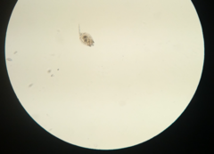 Lecane quadridentata