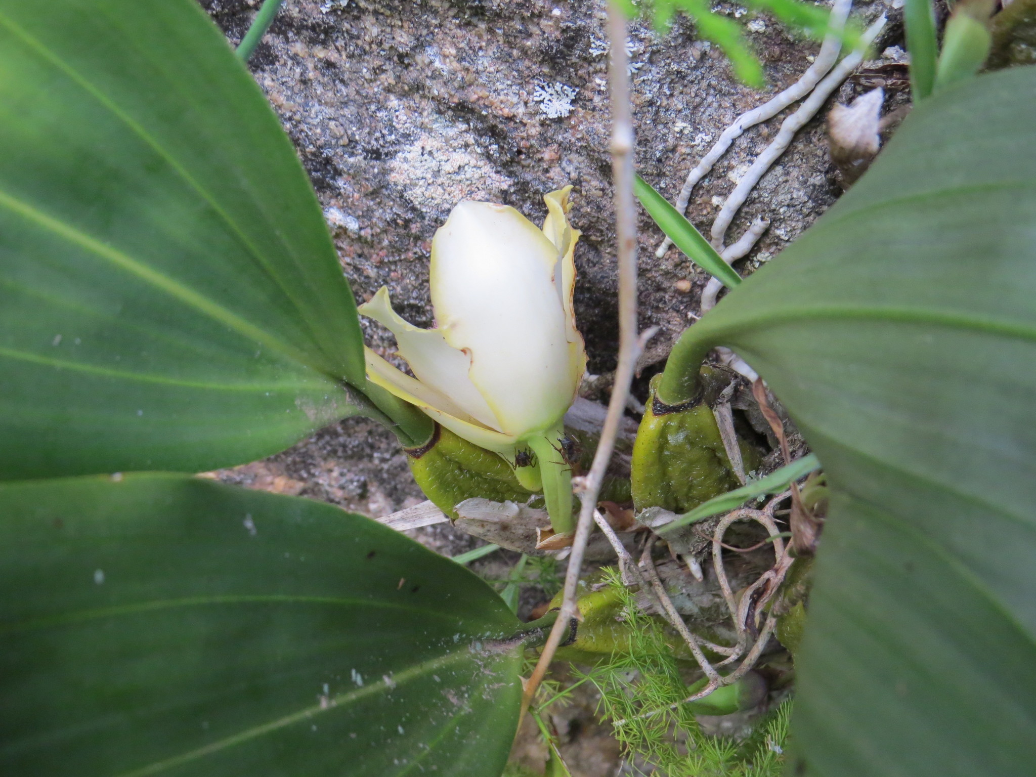 Imagem de Orquídea-de-harrison