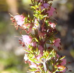 Erica anguliger