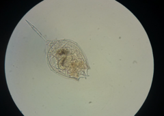 Lecane quadridentata