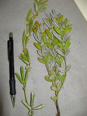 Argyrolobium splendens