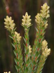 Penaea cneorum cneorum