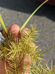 Cyperus engelmannii