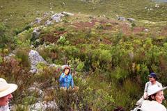 Penaea cneorum cneorum