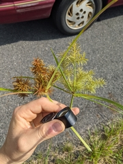 Cyperus engelmannii