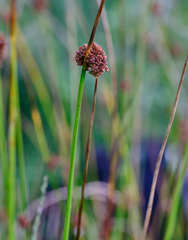 Juncus conglomeratus
