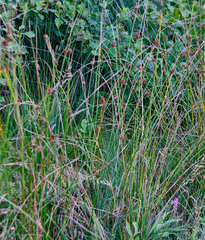 Juncus conglomeratus