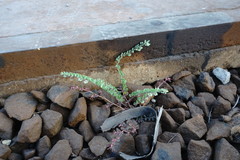 Andrachne telephioides