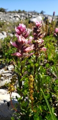 Castilleja parviflora olympica