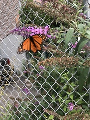 Danaus plexippus