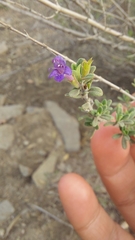 Clinopodium chilense