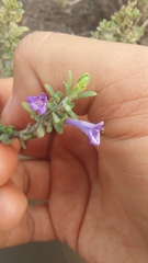Clinopodium chilense