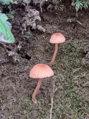 Fungi
