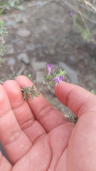 Clinopodium chilense