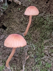 Fungi