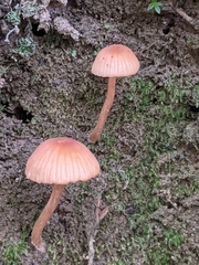 Fungi
