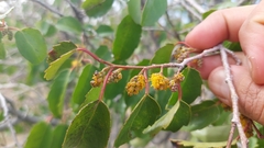 Azara petiolaris