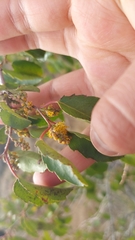 Azara petiolaris