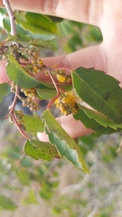 Azara petiolaris
