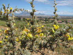 Aspalathus acanthophylla