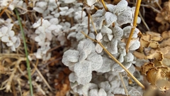 Calceolaria polifolia