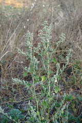 Chenopodium opulifolium
