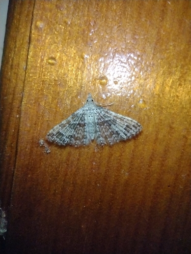 vejárovec kozolistový (Alucita hexadactyla)