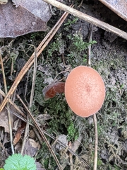 Laccaria laccata