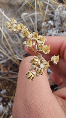 Calceolaria polifolia