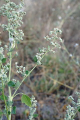 Chenopodium opulifolium