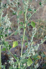 Chenopodium opulifolium