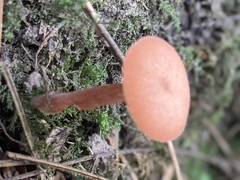 Laccaria laccata