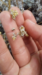 Calceolaria polifolia