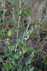 Chenopodium opulifolium
