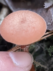 Laccaria laccata