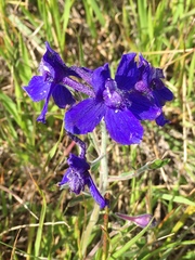 Delphinium decorum