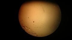 Lecane quadridentata