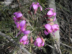 Alstroemeria revoluta